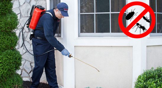 Doğançay Fare İlaçlama böcek ilaçlama ve haşere kontrolü — ilaclama-tr.com